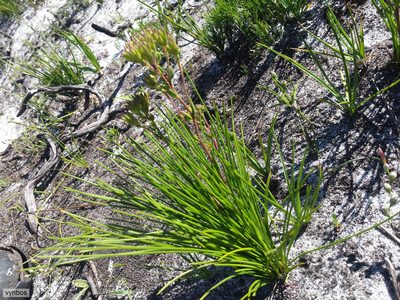 Corymbium africanum, photographed by Chris Vynbos