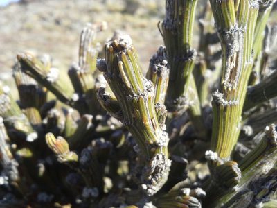 Carmichaelia crassicaulis, photographed by Ed Wilson