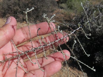 Helichrysum asperum, photographed by Kevin Murray