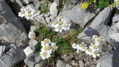 Achillea atrata, photographed by Wolfgang Jauch
