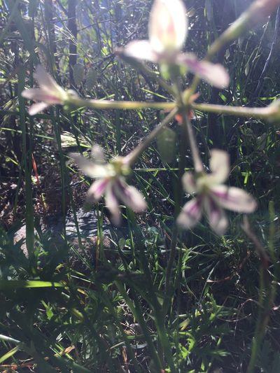 Pelargonium multiradiatum, photographed by Caroline Voget