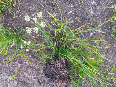Itasina filifolia, photographed by Chris Vynbos