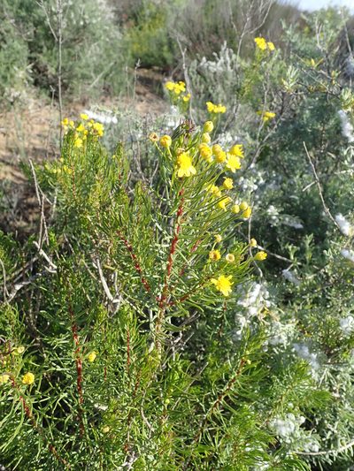 Euryops linifolius, photographed by Peter Warren