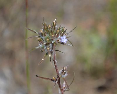 Microcodon glomeratus, photographed by Caroline Voget