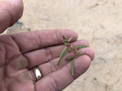 Amaranthus acanthochiton, photographed by CK2AZ