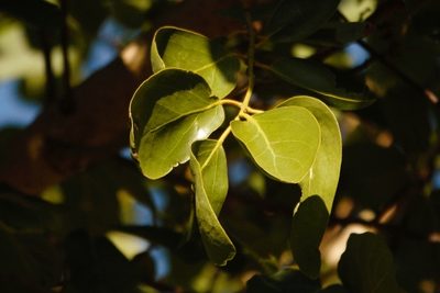Globimetula mweroensis, photographed by i_c_riddell