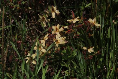 Wachendorfia brachyandra, photographed by Tony Rebelo