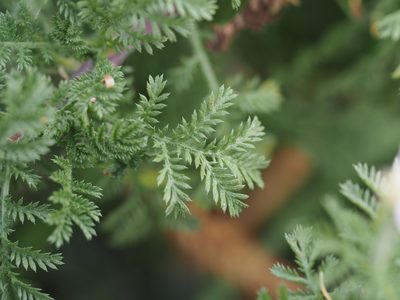 Cota austriaca, photographed by carnifex