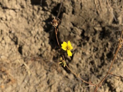 Calycadenia truncata, photographed by Miguel Vieira