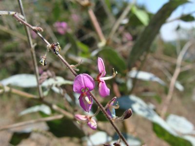 Desmodium distortum, photographed by Alexis López Hernández