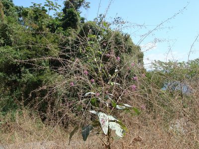 Desmodium distortum, photographed by Alexis López Hernández