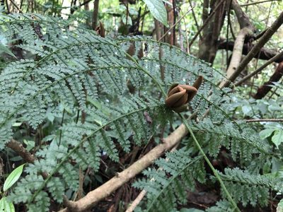 Monachosorum henryi, photographed by Cheng-Tao Lin