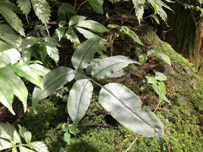 Coniogramme intermedia, photographed by Cheng-Tao Lin