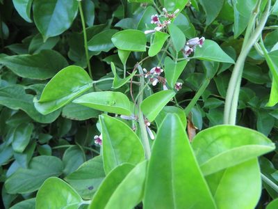 Paederia cruddasiana, photographed by Ben Machado