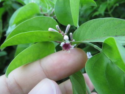 Paederia cruddasiana, photographed by Ben Machado