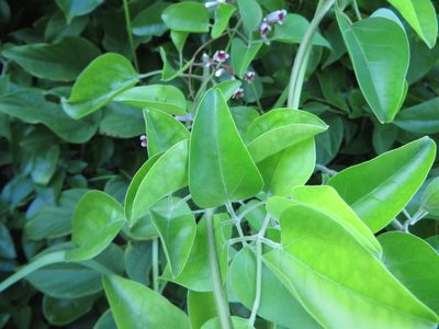 Paederia cruddasiana, photographed by Ben Machado