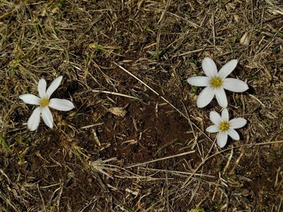 Zephyranthes andina, photographed by Quillipede