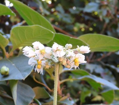 Solanum umbellatum, photographed by Francisco Farriols Sarabia