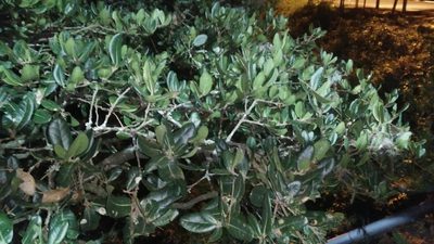 Quercus spinosa, photographed by Cheng-Te Hsu
