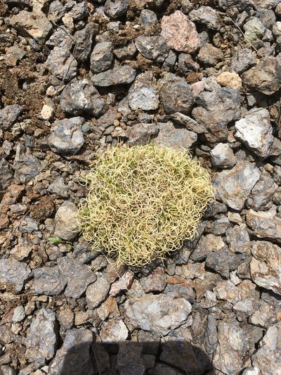 Cinnagrostis vicunarum, photographed by Dan MacNeal