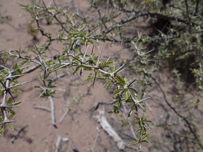 Plectrocarpa tetracantha, photographed by Guillermo Debandi