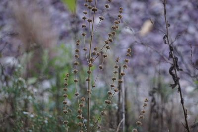 Chaiturus marrubiastrum, photographed by Mike B