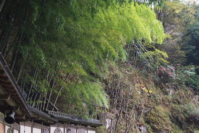 Phyllostachys edulis, photographed by harum.koh