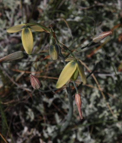 Albuca juncifolia, photographed by Tony Rebelo