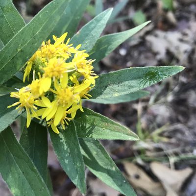 Solidago petiolaris, photographed by Miranda Kohout