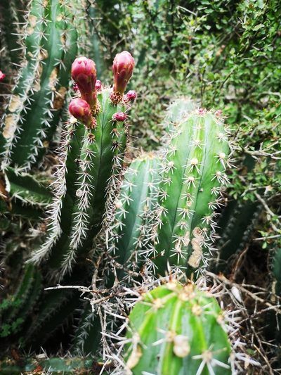 Stenocereus huastecorum, photographed by José Francisco Colorado-Dapa