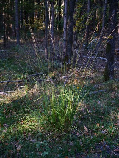 Molinia arundinacea, photographed by Wolfgang Jauch