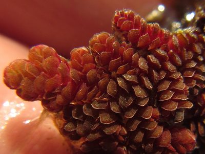 Azolla cristata, photographed by Robert Taylor