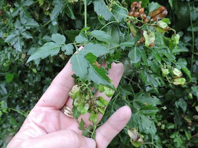 Serjania brachycarpa, photographed by Sam Kieschnick