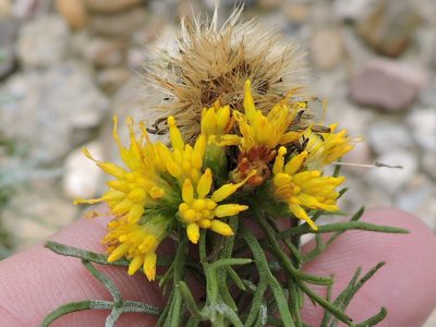 Isocoma coronopifolia, photographed by Sam Kieschnick