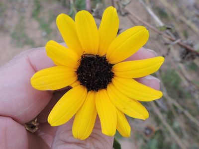 Helianthus praecox, photographed by Sam Kieschnick
