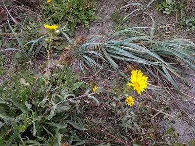 Grindelia integrifolia, photographed by John Brew