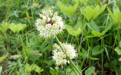 Allium victorialis, photographed by Wolfgang Jauch