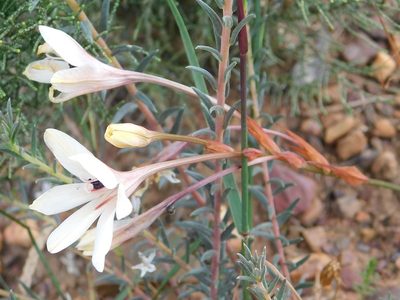 Tritonia flabellifolia, photographed by Klaus Wehrlin