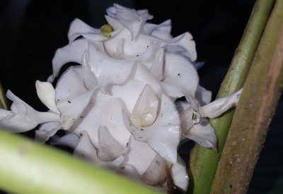 Goeppertia burle-marxii, photographed by alessandradalia