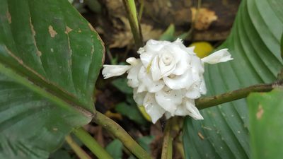 Goeppertia burle-marxii, photographed by alessandradalia