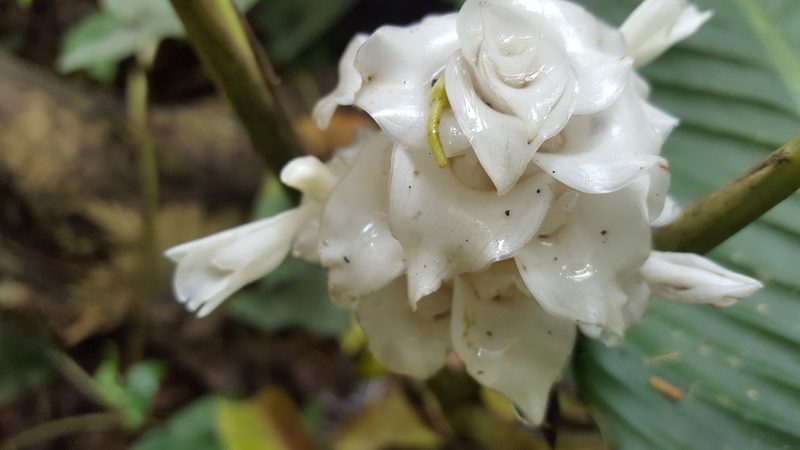 Goeppertia burle-marxii, photographed by alessandradalia