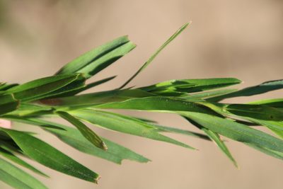Cliffortia longifolia, photographed by Tony Rebelo