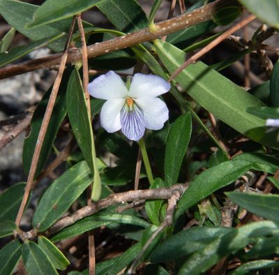 Viola arborescens, photographed by Don Loarie