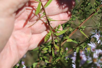 Symphyotrichum praealtum, photographed by Lauren McLaurin