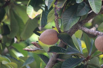 Pouteria sapota, photographed by José Belem Hernández Díaz