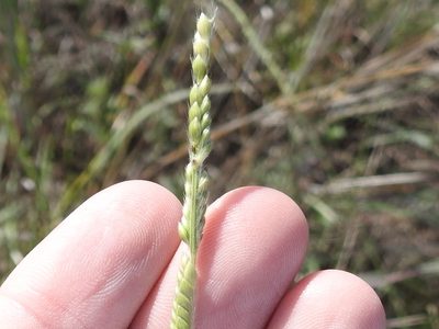 Eriochloa sericea, photographed by Sam Kieschnick