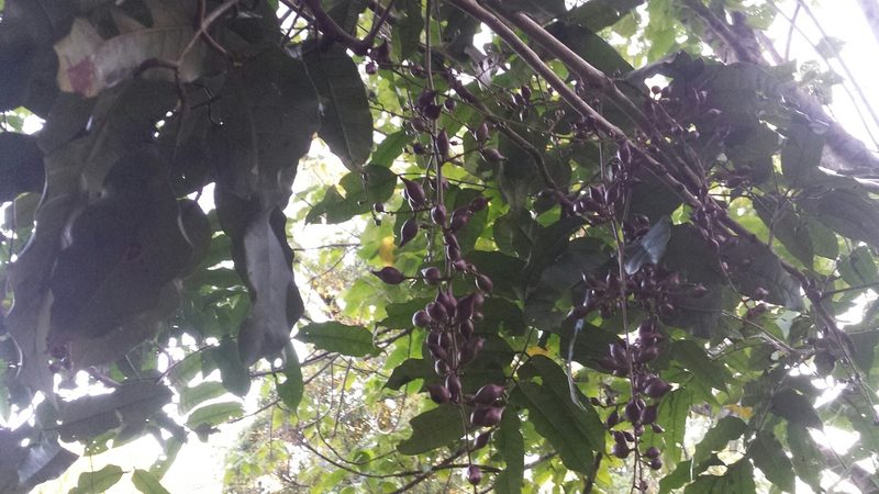 Sorindeia madagascariensis, photographed by Romer N. Rabarijaona