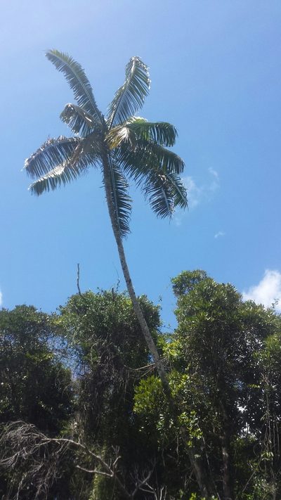 Chrysalidocarpus lastellianus, photographed by Romer N. Rabarijaona