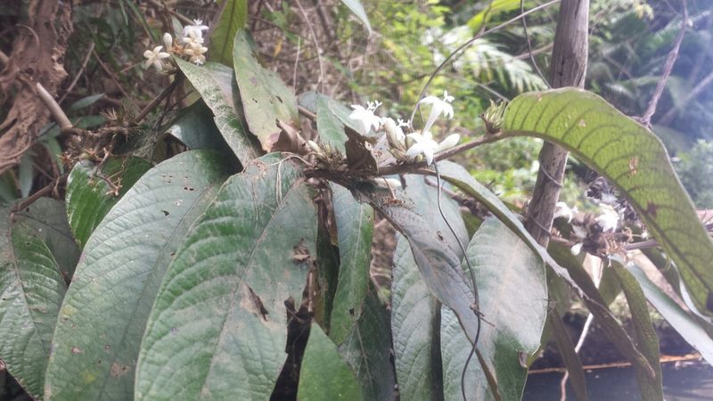 Sabicea diversifolia, photographed by Romer N. Rabarijaona