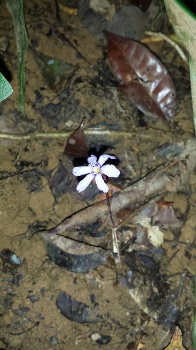 Geosiris aphylla, photographed by Romer N. Rabarijaona